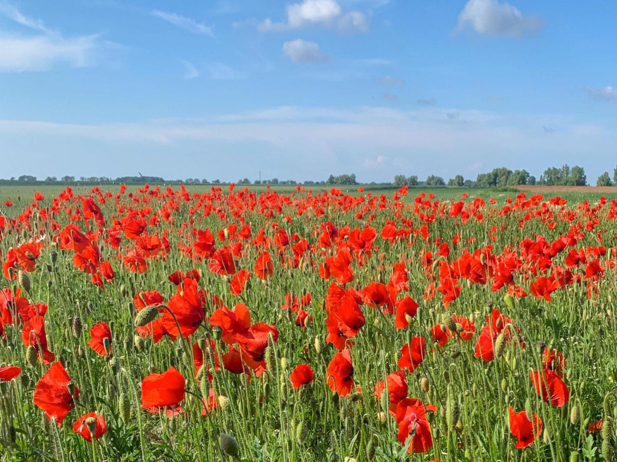 Ferienwohnungen Klein Kapelle Gingst Exteriör bild